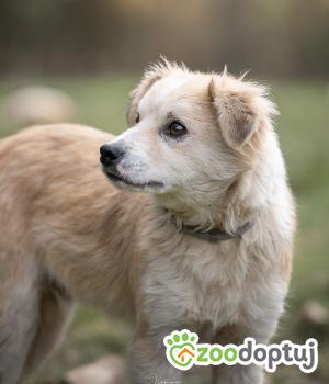 Do adopcji Rzeszów
