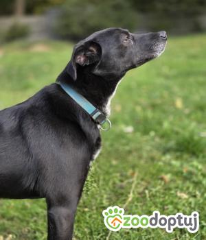 Do adopcji Zgierz
