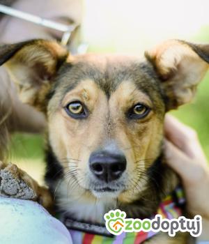 Do adopcji Białobrzegi