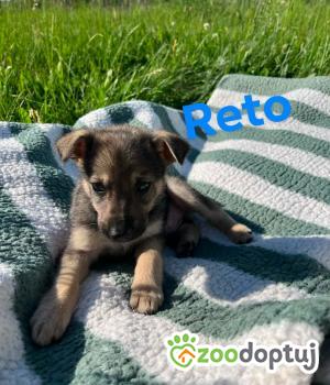 Do adopcji Rzeszów