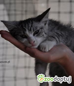 Do adopcji Nowy Dwór Mazowiecki