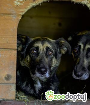 Do adopcji Białobrzegi