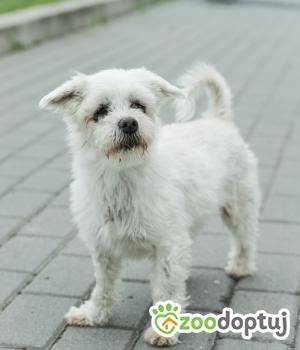 Do adopcji Mielec