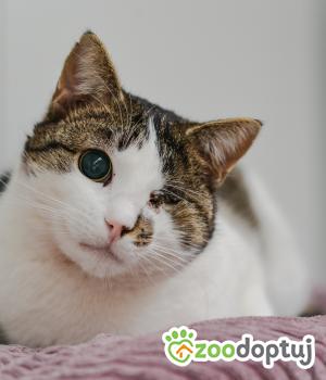 Do adopcji Mielec