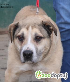 Do adopcji Nowy Dwór Mazowiecki