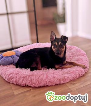 Do adopcji Kraków