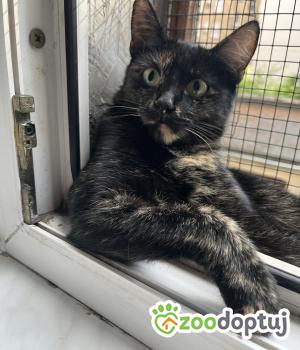 Do adopcji Poznań