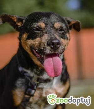 Do adopcji Białobrzegi