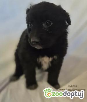 Do adopcji Nowy Dwór Mazowiecki