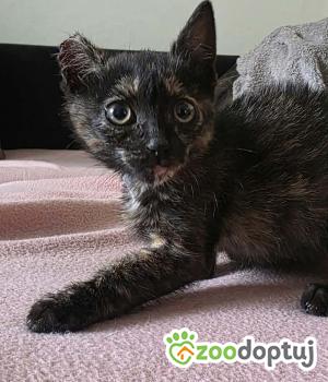 Do adopcji Cieszyn