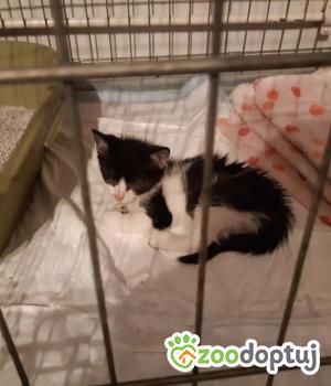Do adopcji Rybnik