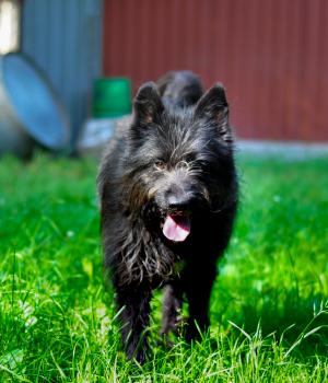 Do adopcji Milanówek