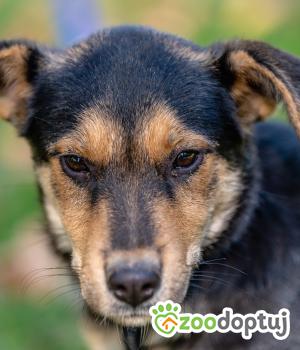Do adopcji Mielec
