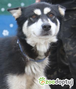 Do adopcji Nowy Dwór Mazowiecki