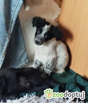 Do adopcji Warszawa