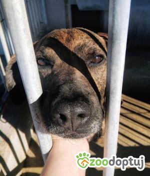 Do adopcji Głogów
