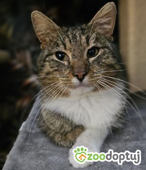 Do adopcji Gdańsk