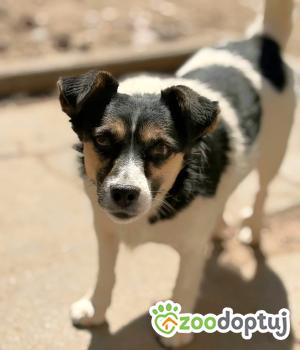 Do adopcji Warszawa
