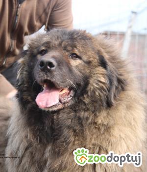 Do adopcji Nowy Dwór Mazowiecki