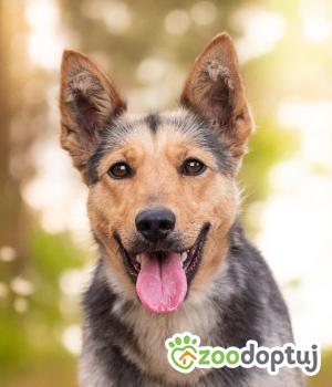 Do adopcji Warszawa