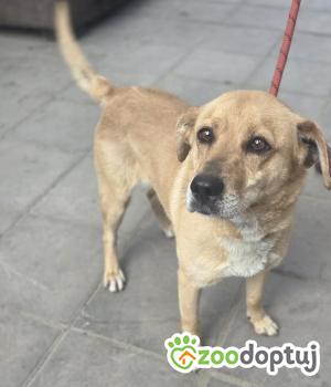 Do adopcji Zgierz