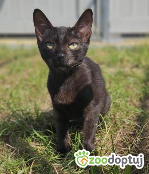 Do adopcji Stalowa Wola