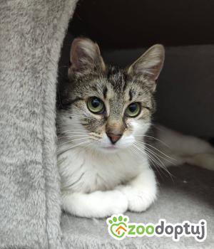 Do adopcji Głogów