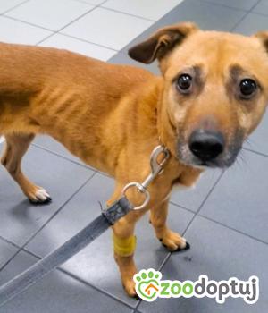 Do adopcji Częstochowa