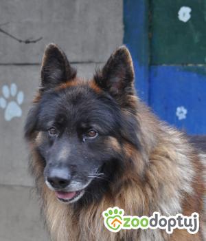 Do adopcji Nowy Dwór Mazowiecki