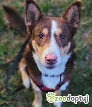 Do adopcji Stalowa Wola