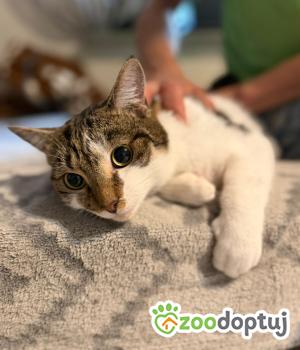 Do adopcji Głowno