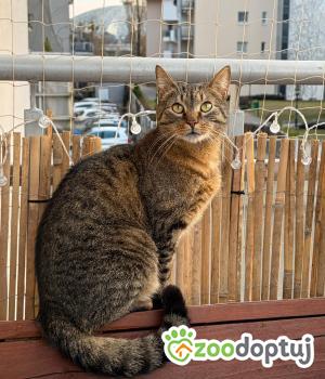 Do adopcji Poznań