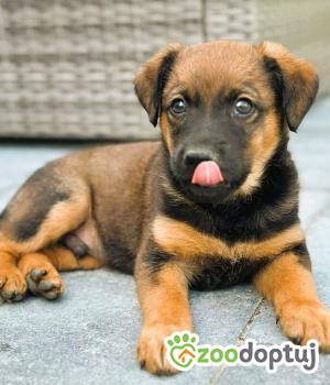 Do adopcji Kłobuck