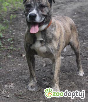 Do adopcji Kielce