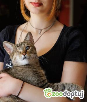 Do adopcji Wrocław