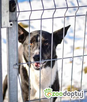 Do adopcji Białobrzegi