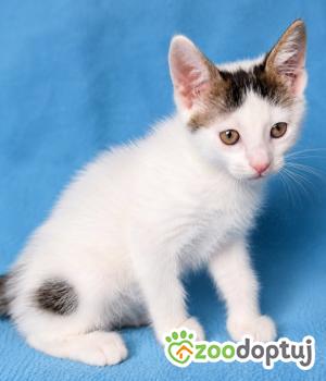 Do adopcji Warszawa