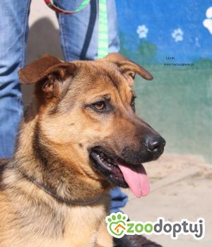 Do adopcji Nowy Dwór Mazowiecki