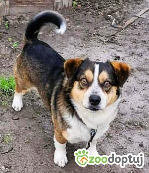 Do adopcji Częstochowa