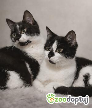 Do adopcji Nowy Tomyśl