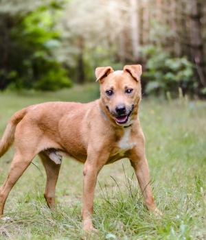 Do adopcji Radom