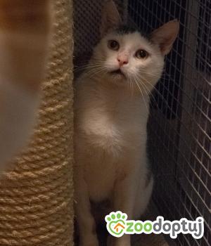 Do adopcji Cieszyn
