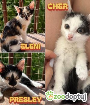 Do adopcji Wrocław