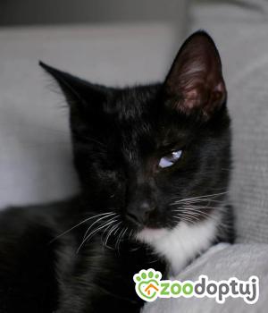 Do adopcji Chorzów