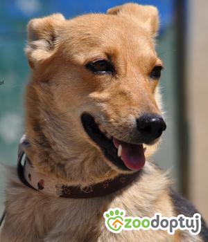 Do adopcji Nowy Dwór Mazowiecki