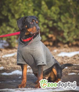 Do adopcji Zgierz