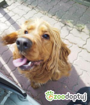 Do adopcji Świecie
