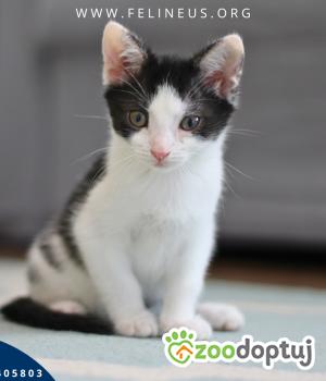 Do adopcji Rzeszów