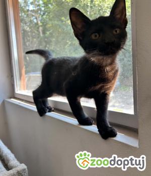 Do adopcji Zgierz