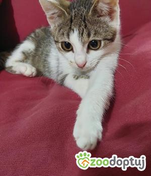 Do adopcji Cieszyn